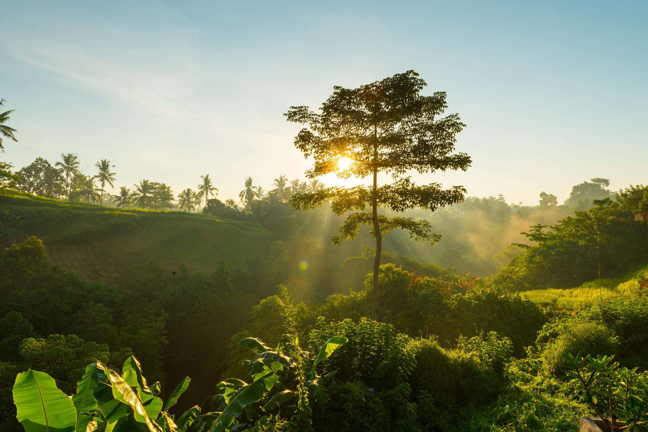 sunrise-bali-jungle-1-scaled.jpg